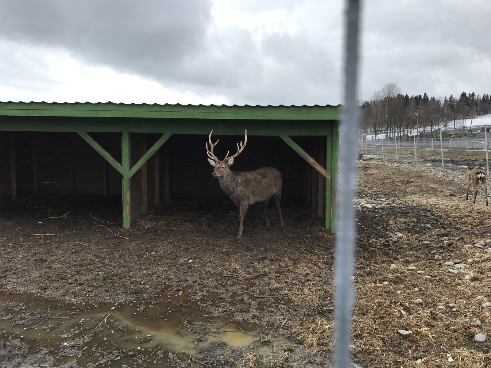 Menagerie of ungulates on the Black Stones, Karelia. - My, Карелия, Leisure, Menagerie, Ungulates, , Longpost