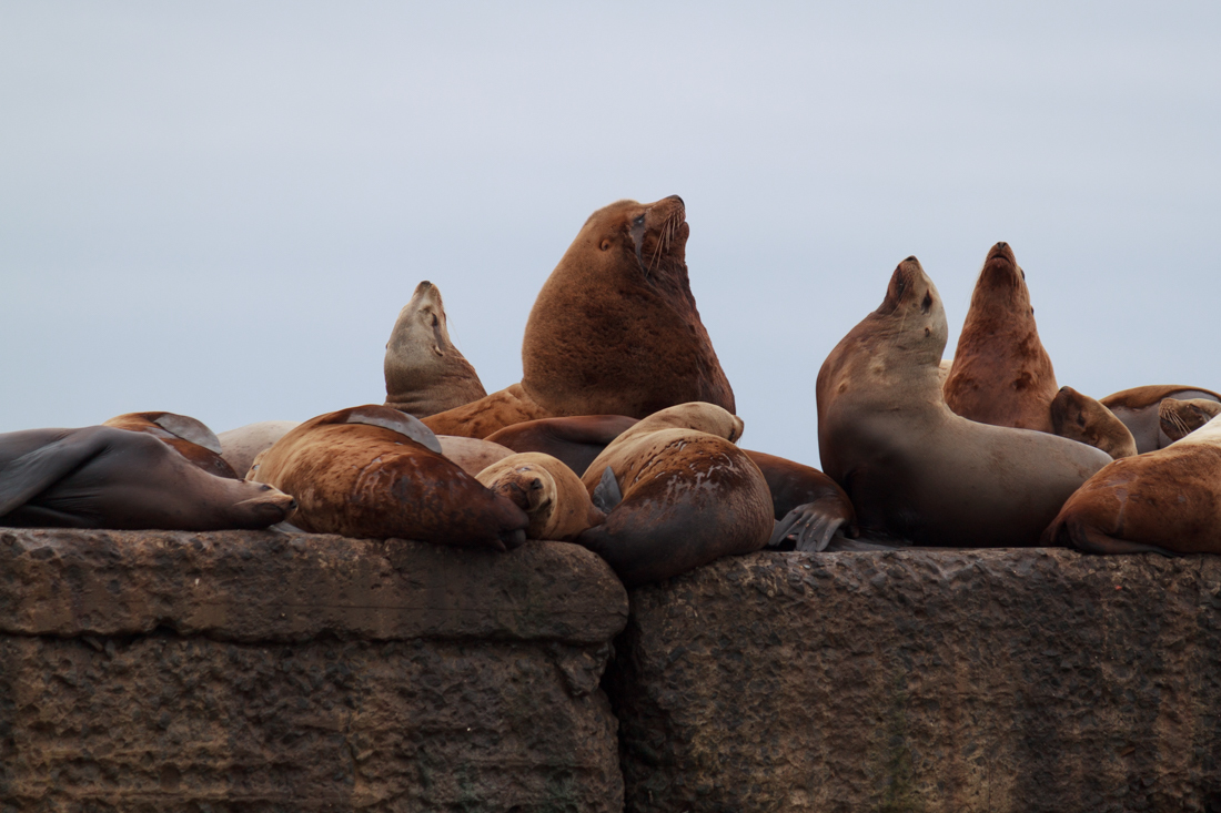 Battle - The photo, Sea lions, Interesting, Sakhalin, Russia