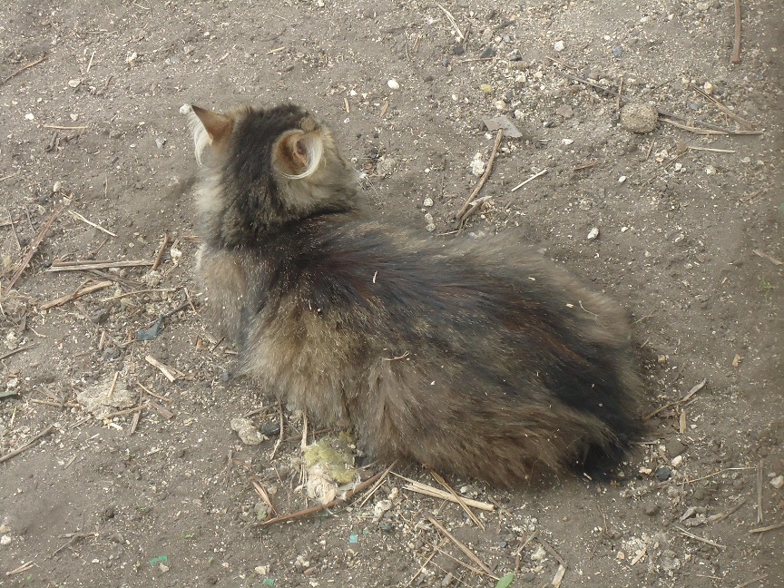 My personal Cotoland 74 - cat, Shelter, Help, Lipetsk, Kindness, Cotoland, Longpost, Shelter Cotoland