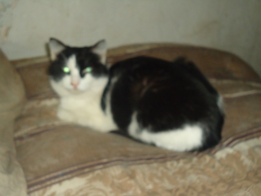 My personal Cotoland 74 - cat, Shelter, Help, Lipetsk, Kindness, Cotoland, Longpost, Shelter Cotoland