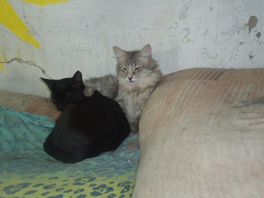 My personal Cotoland 74 - cat, Shelter, Help, Lipetsk, Kindness, Cotoland, Longpost, Shelter Cotoland