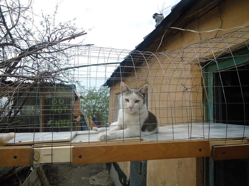 My personal Cotoland 74 - cat, Shelter, Help, Lipetsk, Kindness, Cotoland, Longpost, Shelter Cotoland