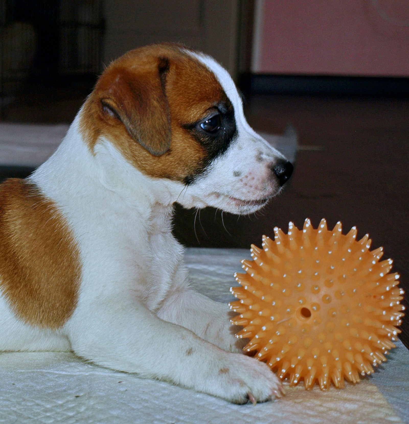 Help to shelter puppies (Peter).. - My, Saint Petersburg, Puppies, In good hands, Shelter, Jack Russell Terrier, Milota, Help, Longpost, Helping animals