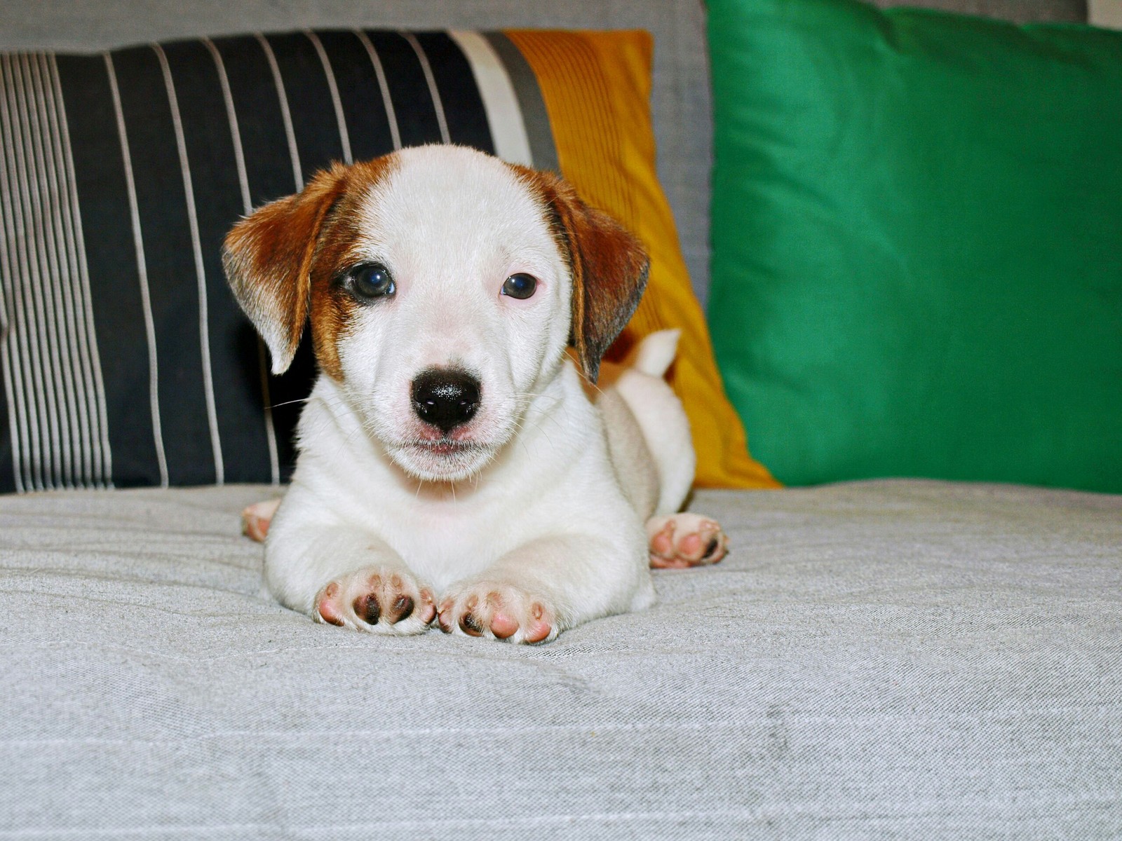 Help to shelter puppies (Peter).. - My, Saint Petersburg, Puppies, In good hands, Shelter, Jack Russell Terrier, Milota, Help, Longpost, Helping animals