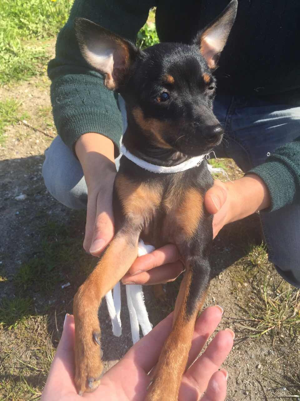 Found toy terrier - My, Found a dog, Kaliningrad, Toy Terrier, The missing, Find, Dog