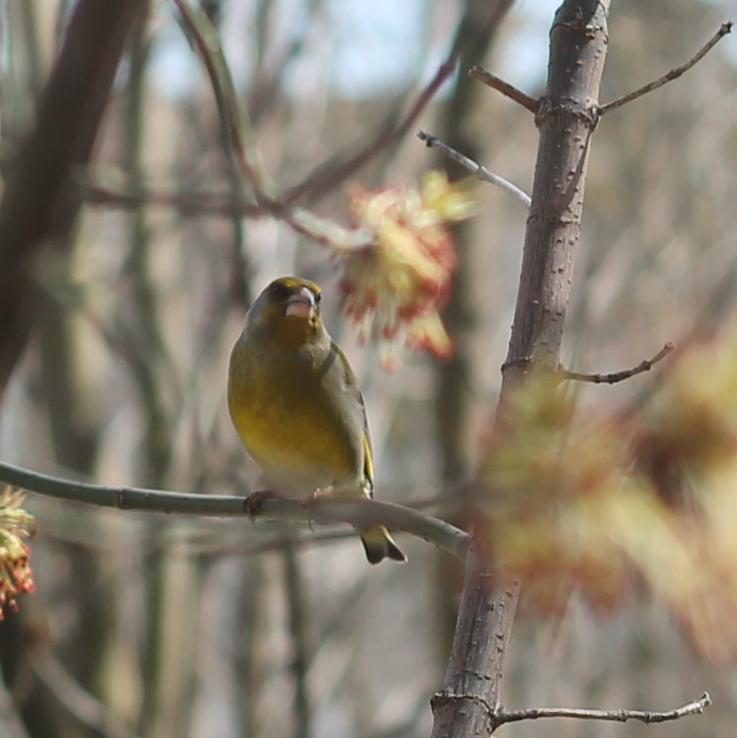 Birds - My, The photo, Birds, Greenfinch, Tver, Longpost