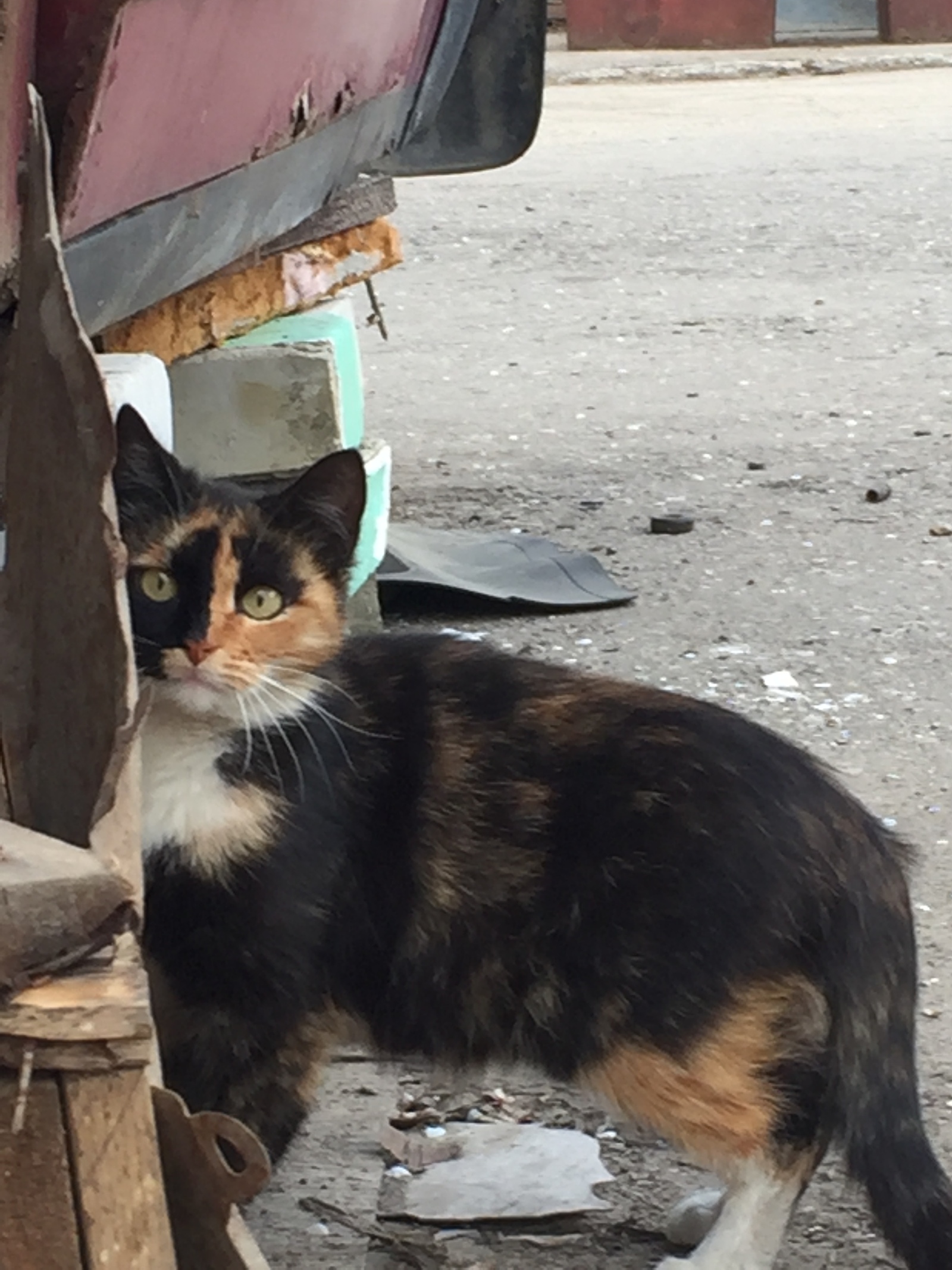 Two-faced fish base guard - My, two-faced, Tricolor cat, Longpost, cat, The photo