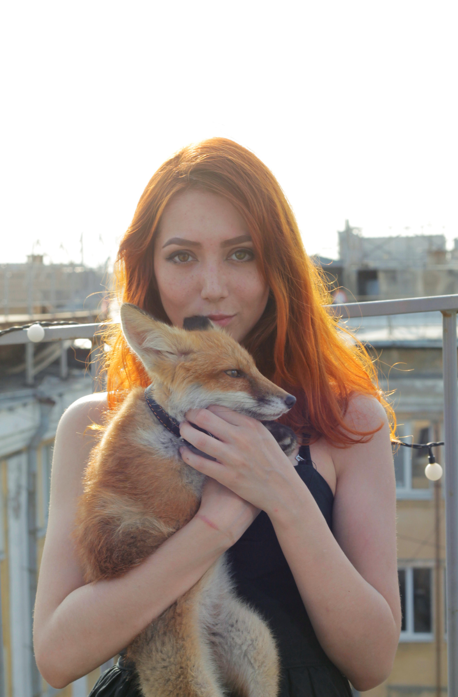 When Sonya was a fox (many photos) - My, Fox, Domestic fox, Sonya the domestic fox, Domestic foxes, Milota, Longpost