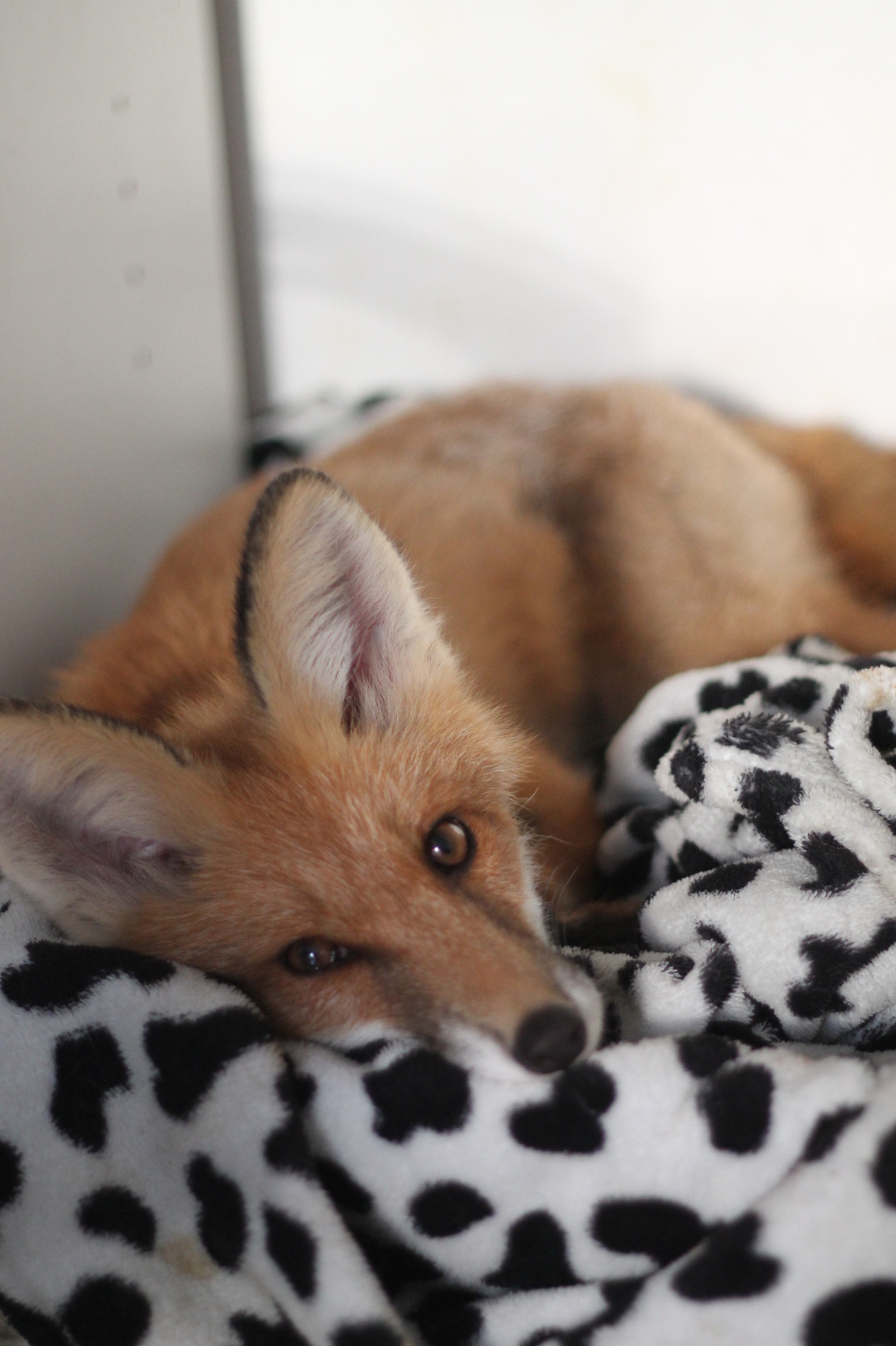 When Sonya was a fox (many photos) - My, Fox, Domestic fox, Sonya the domestic fox, Domestic foxes, Milota, Longpost