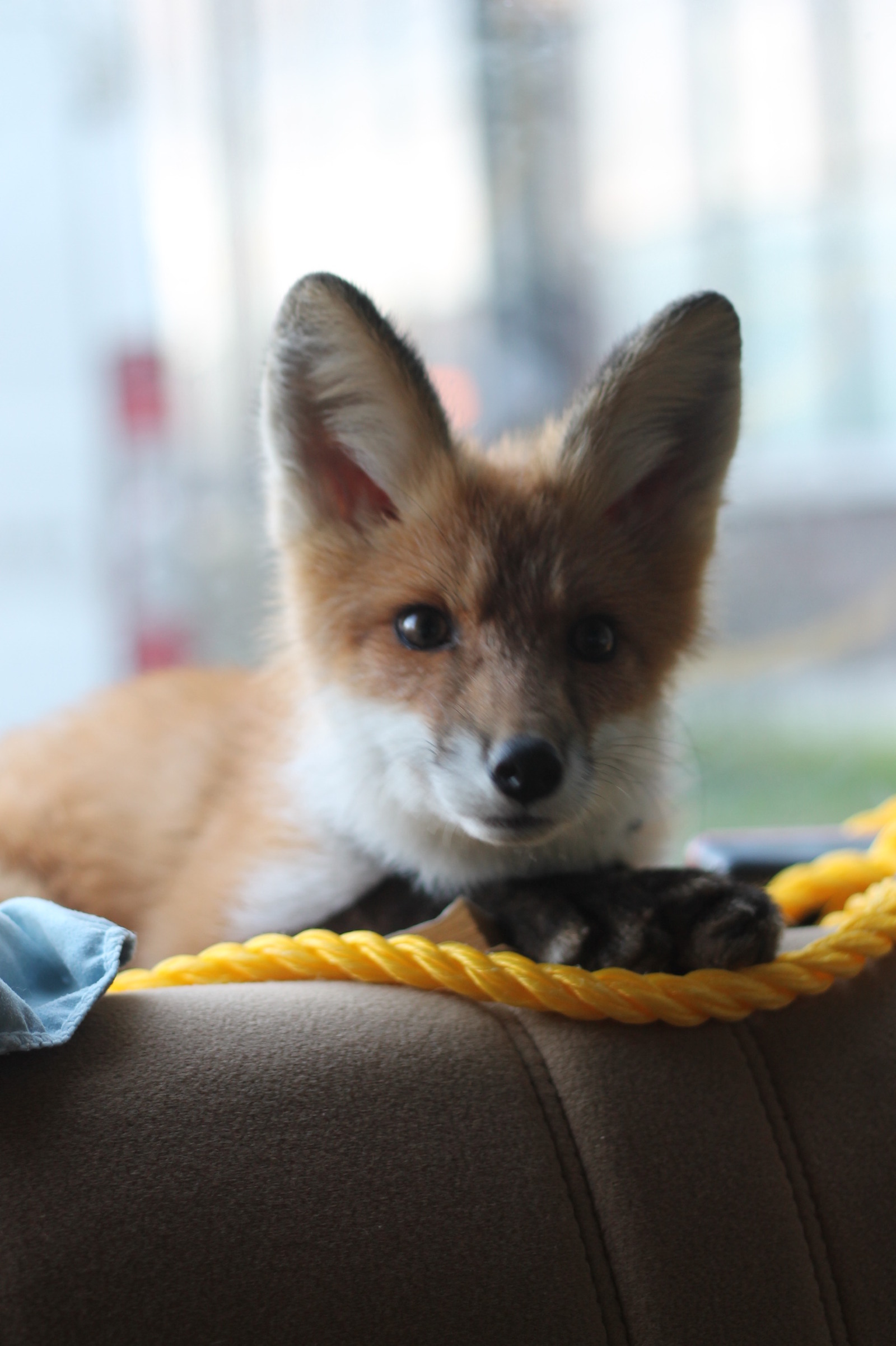 When Sonya was a fox (many photos) - My, Fox, Domestic fox, Sonya the domestic fox, Domestic foxes, Milota, Longpost