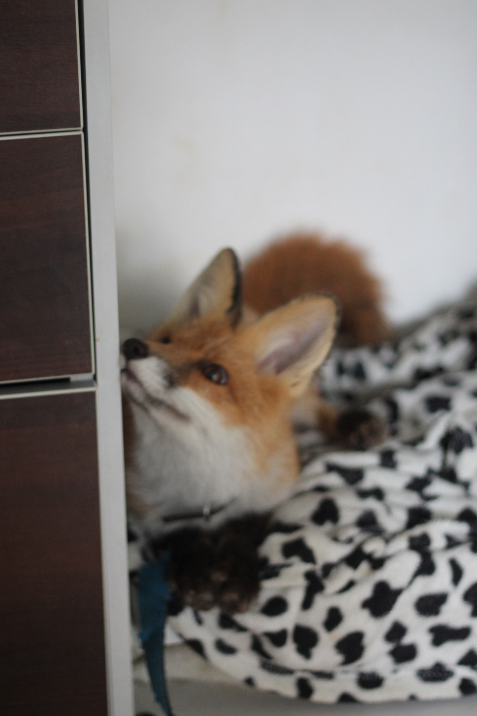 When Sonya was a fox (many photos) - My, Fox, Domestic fox, Sonya the domestic fox, Domestic foxes, Milota, Longpost