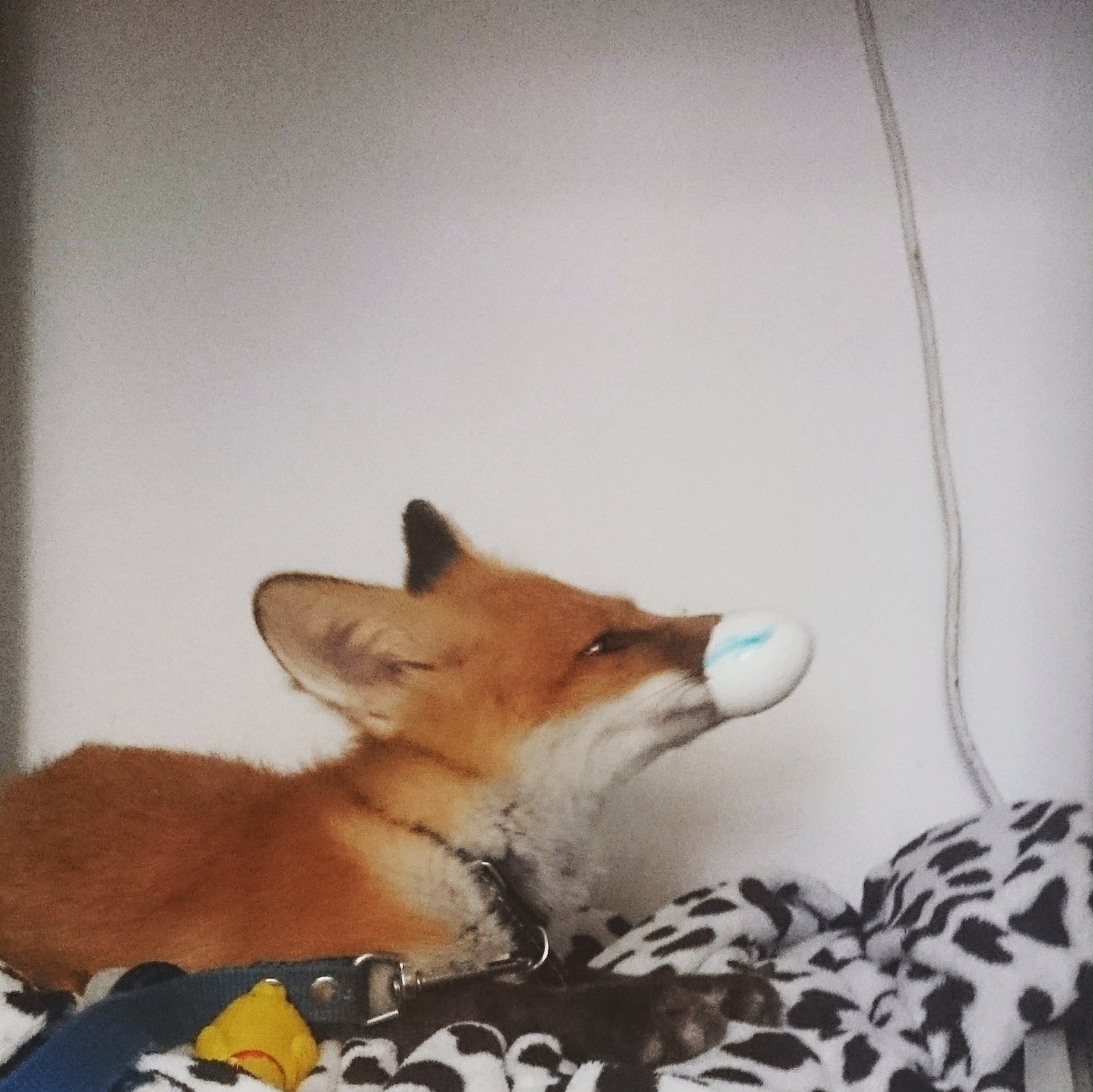 When Sonya was a fox (many photos) - My, Fox, Domestic fox, Sonya the domestic fox, Domestic foxes, Milota, Longpost