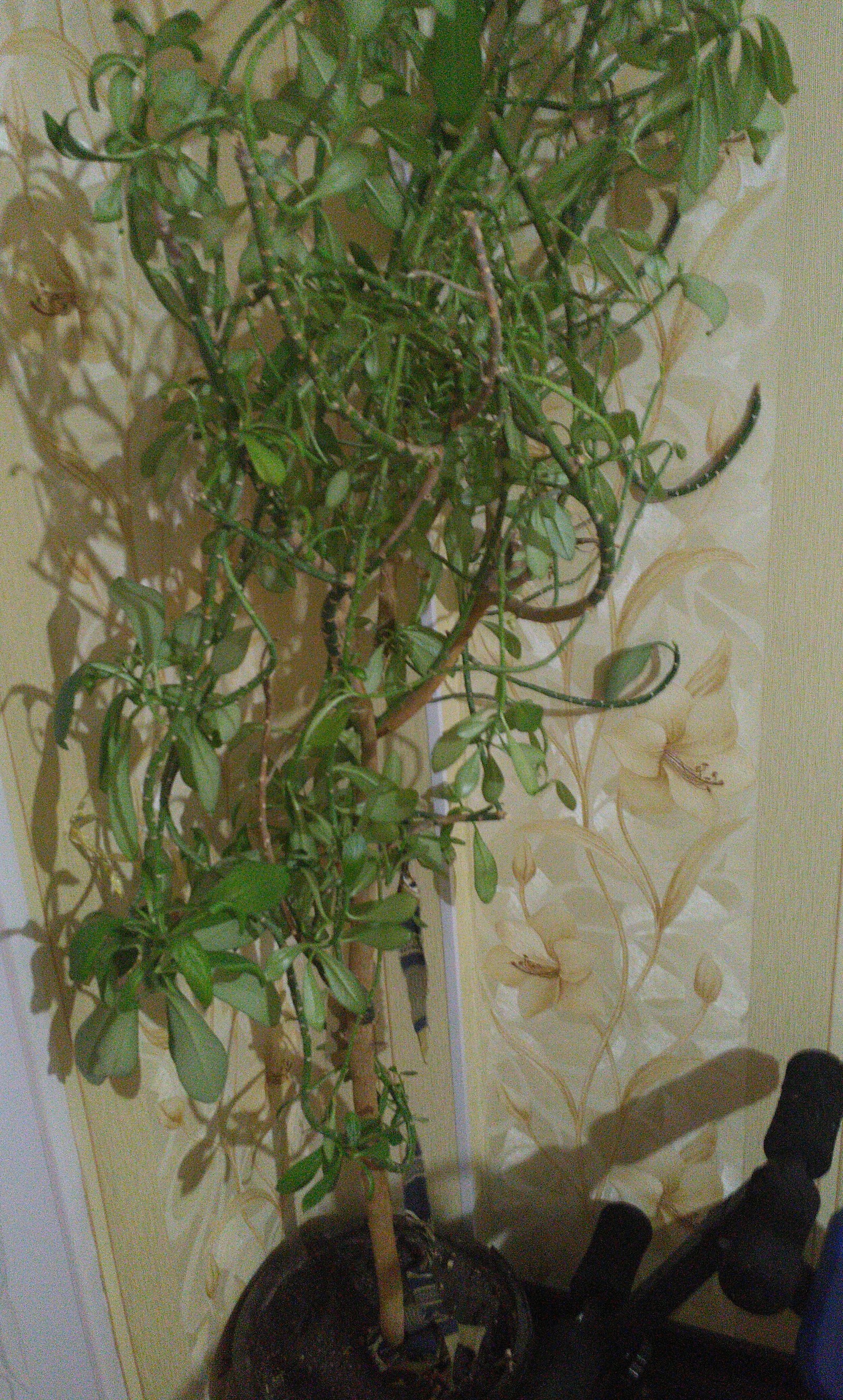 Tell me what kind of plants - Houseplants, , Plants, Longpost