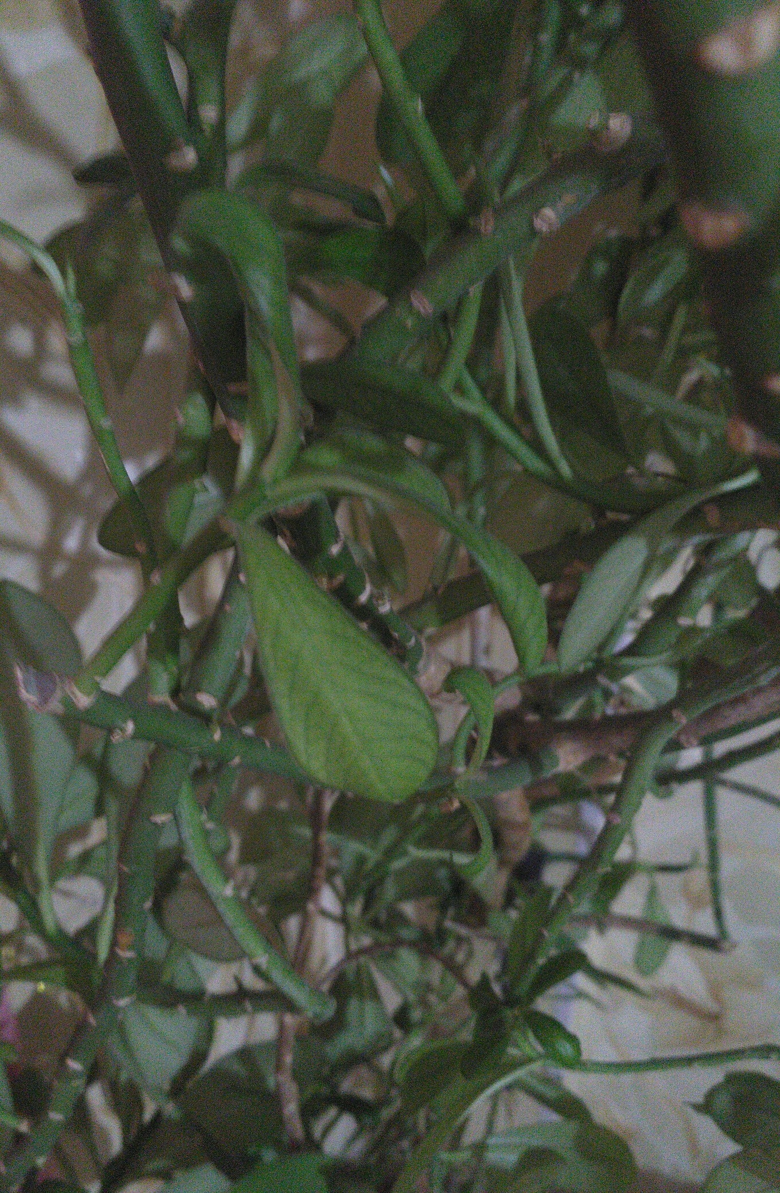 Tell me what kind of plants - Houseplants, , Plants, Longpost