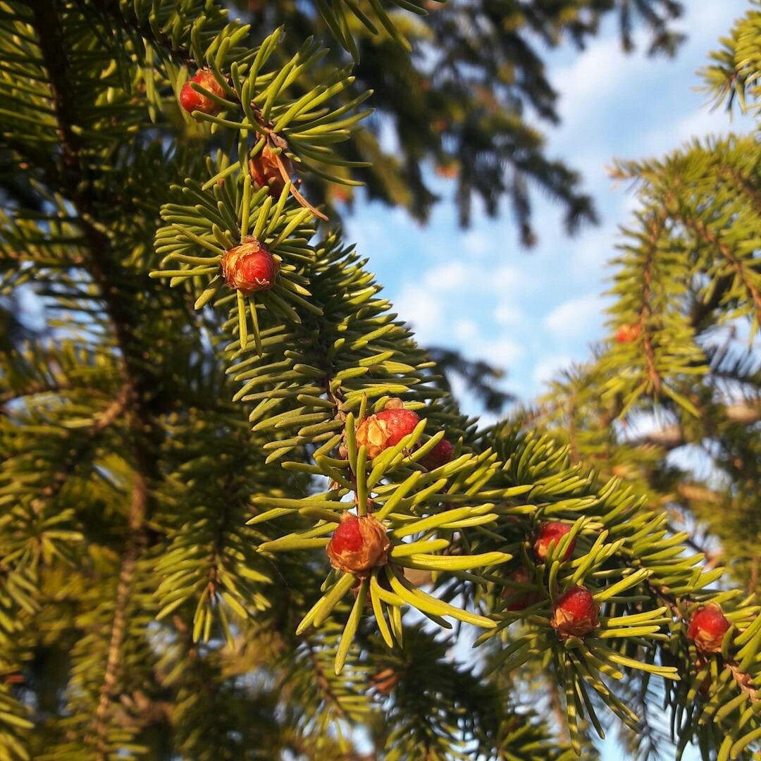 For the first time in my life I saw where the bumps come from. - My, Cones, Christmas trees, Strawberry, Longpost