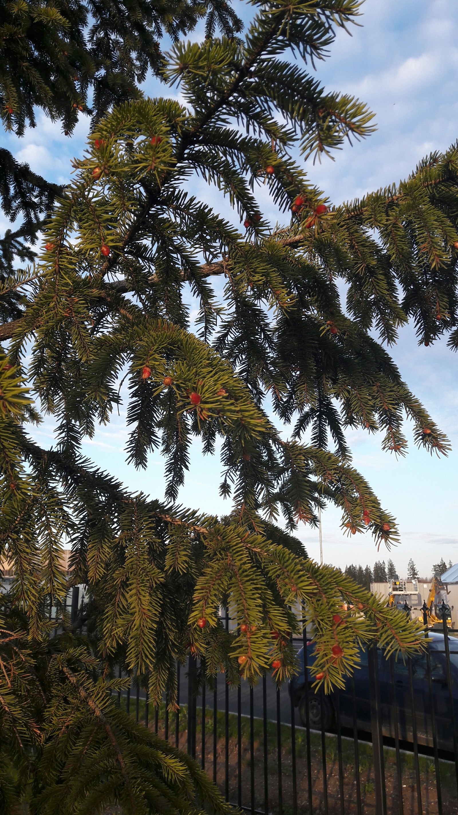 For the first time in my life I saw where the bumps come from. - My, Cones, Christmas trees, Strawberry, Longpost