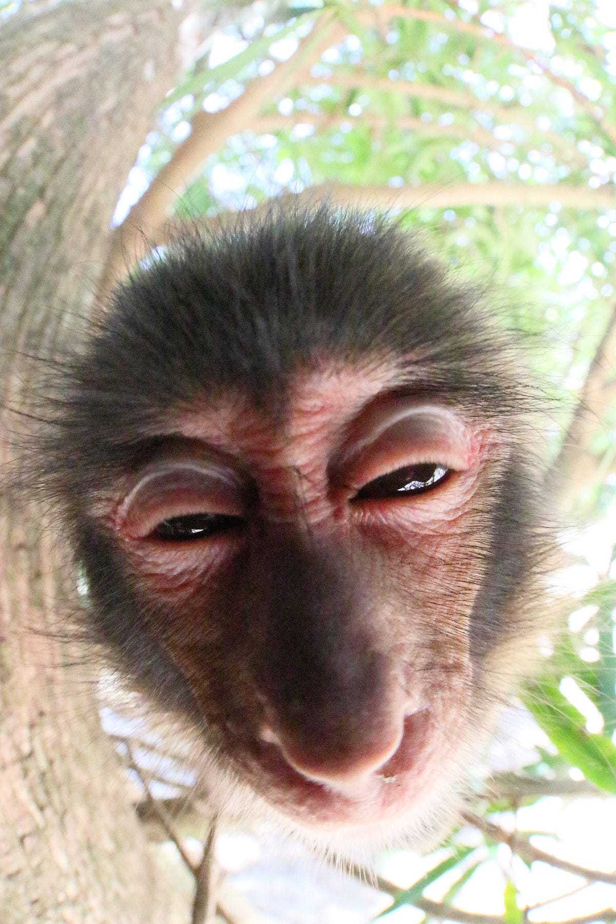 Hello from above, view from below - The photo, Monkey, Foreshortening