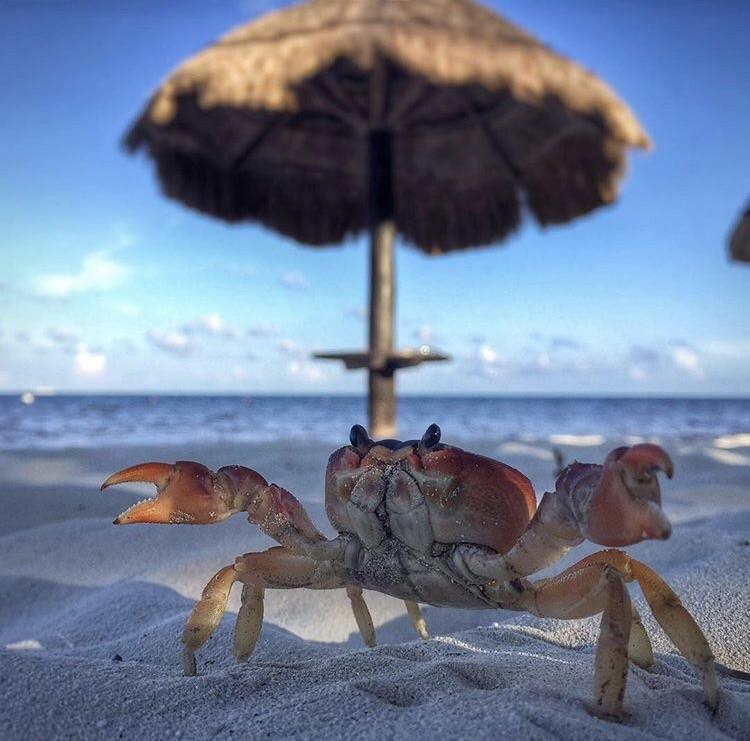 Crab in Mexico - Crab, Sea, Resort, Relaxation, Mexico