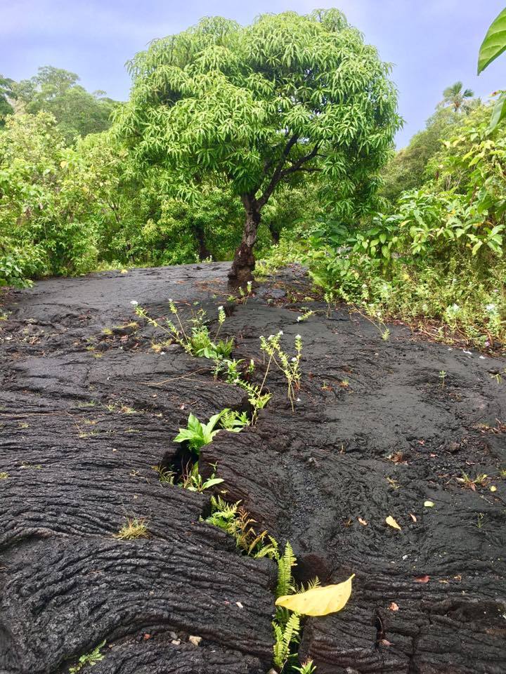 Lava fields at Manase, Samoa, Oceania. - Lava, One Hundred Years Later, , Longpost