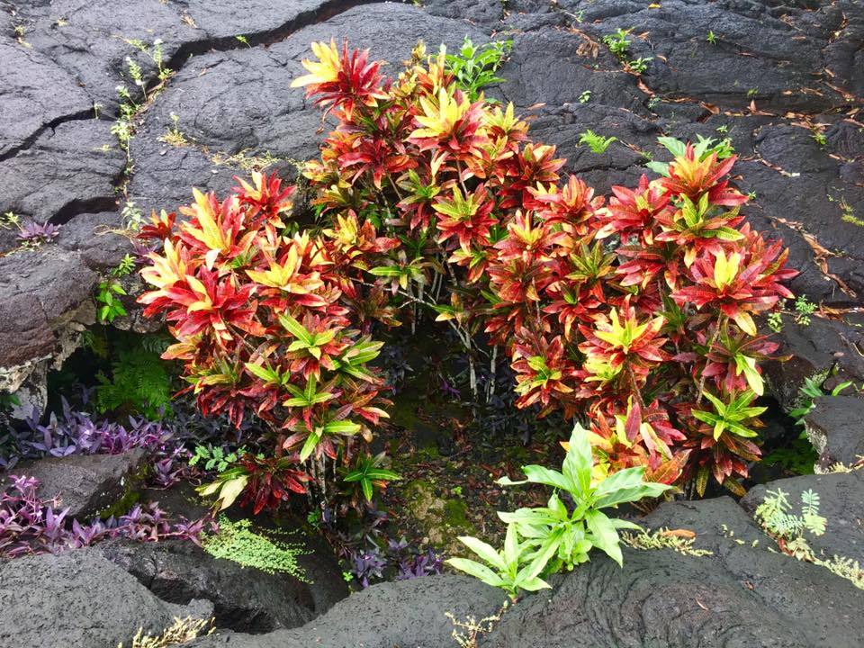 Lava fields at Manase, Samoa, Oceania. - Lava, One Hundred Years Later, , Longpost