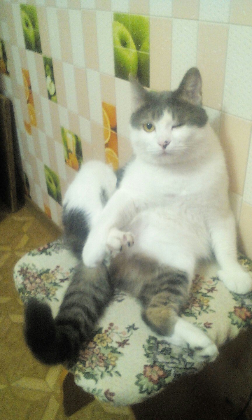 I just feel so comfortable... - My, cat, Impudence