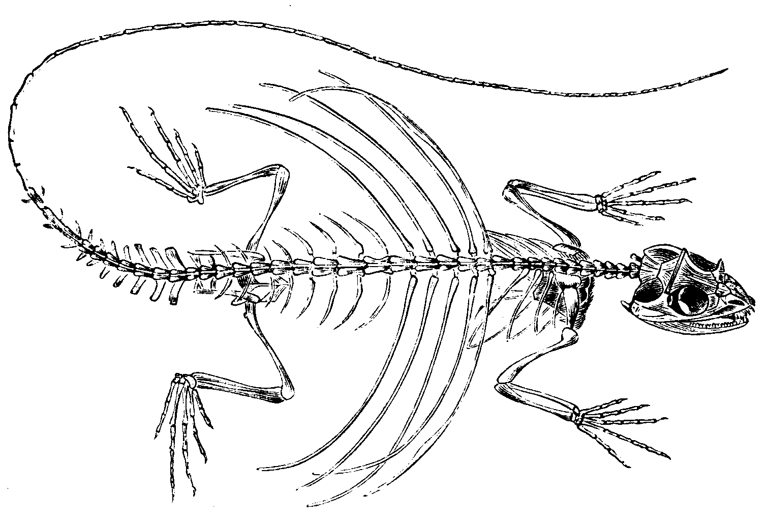 Find the dragon - The Dragon, Biology, Informative, Longpost