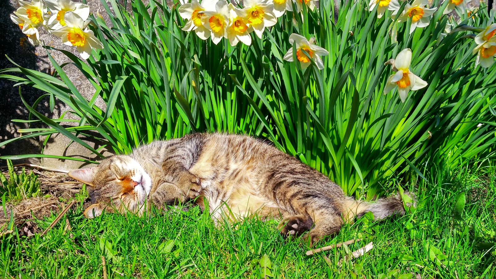 May cat in your feed. - My, Pets, cat, Pet, Spring, Milota, Longpost, Pet