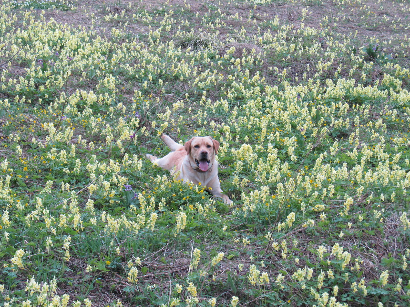 To whom is the war, and to whom .... - My, Winter, Snowball, Bliss, Dog, trudges, Video, Longpost