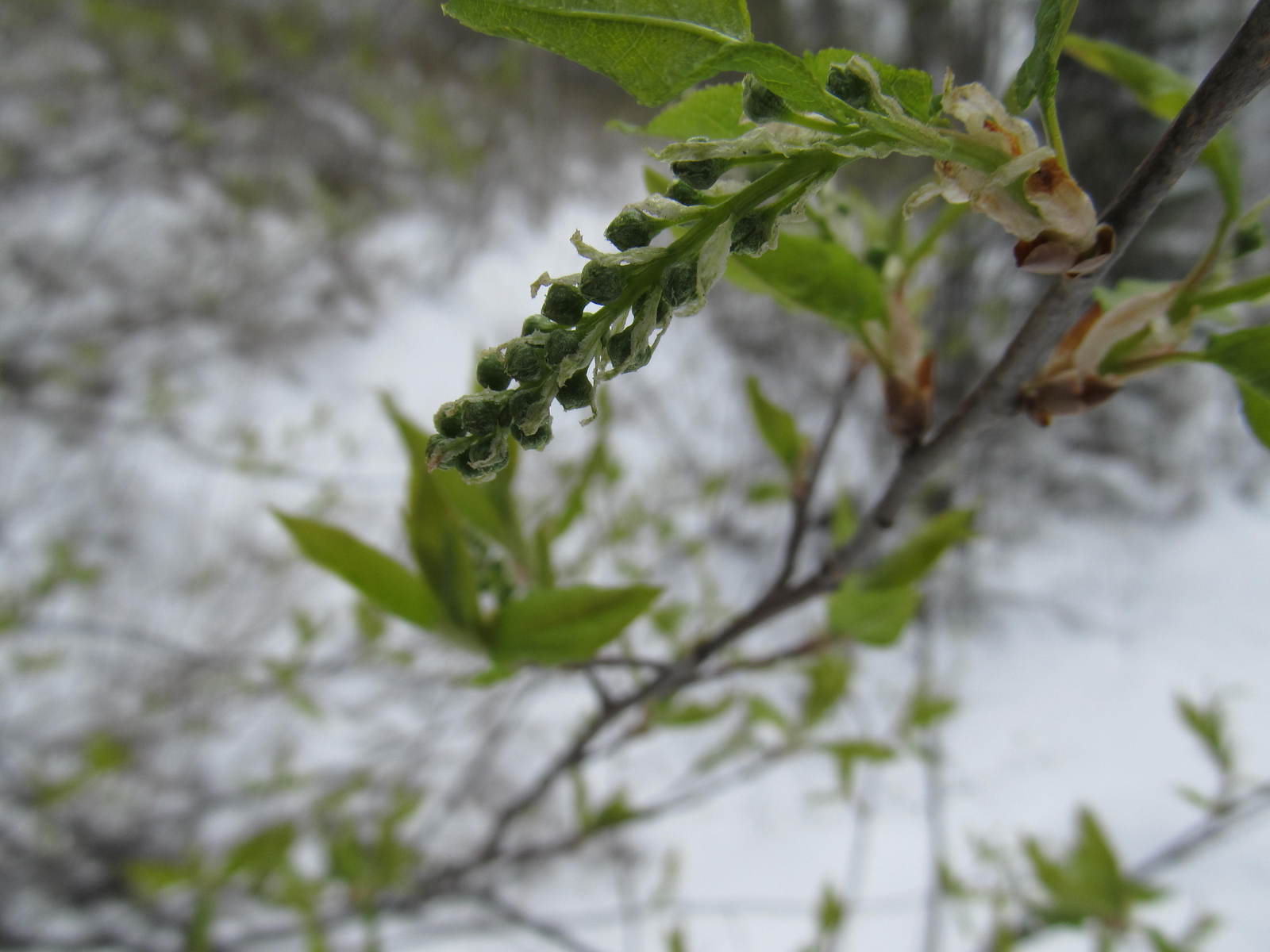 To whom is the war, and to whom .... - My, Winter, Snowball, Bliss, Dog, trudges, Video, Longpost