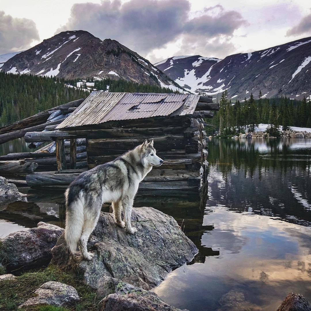 Very harmonious photo - The mountains, Lake, Dog, Nature, Landscape