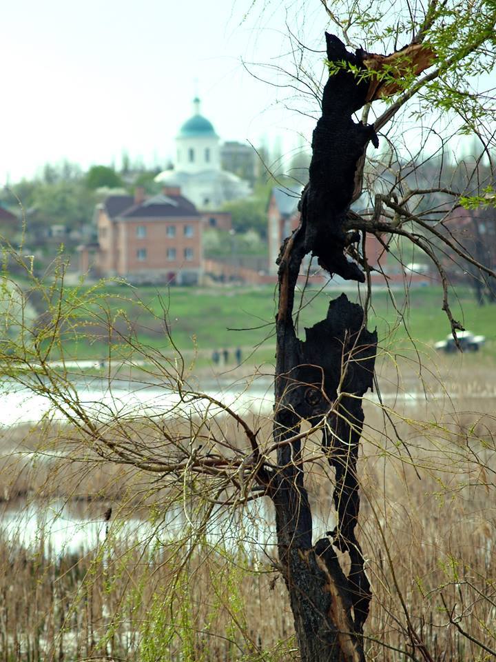 Beaten but undefeated... - My, Tree, A life, Burned