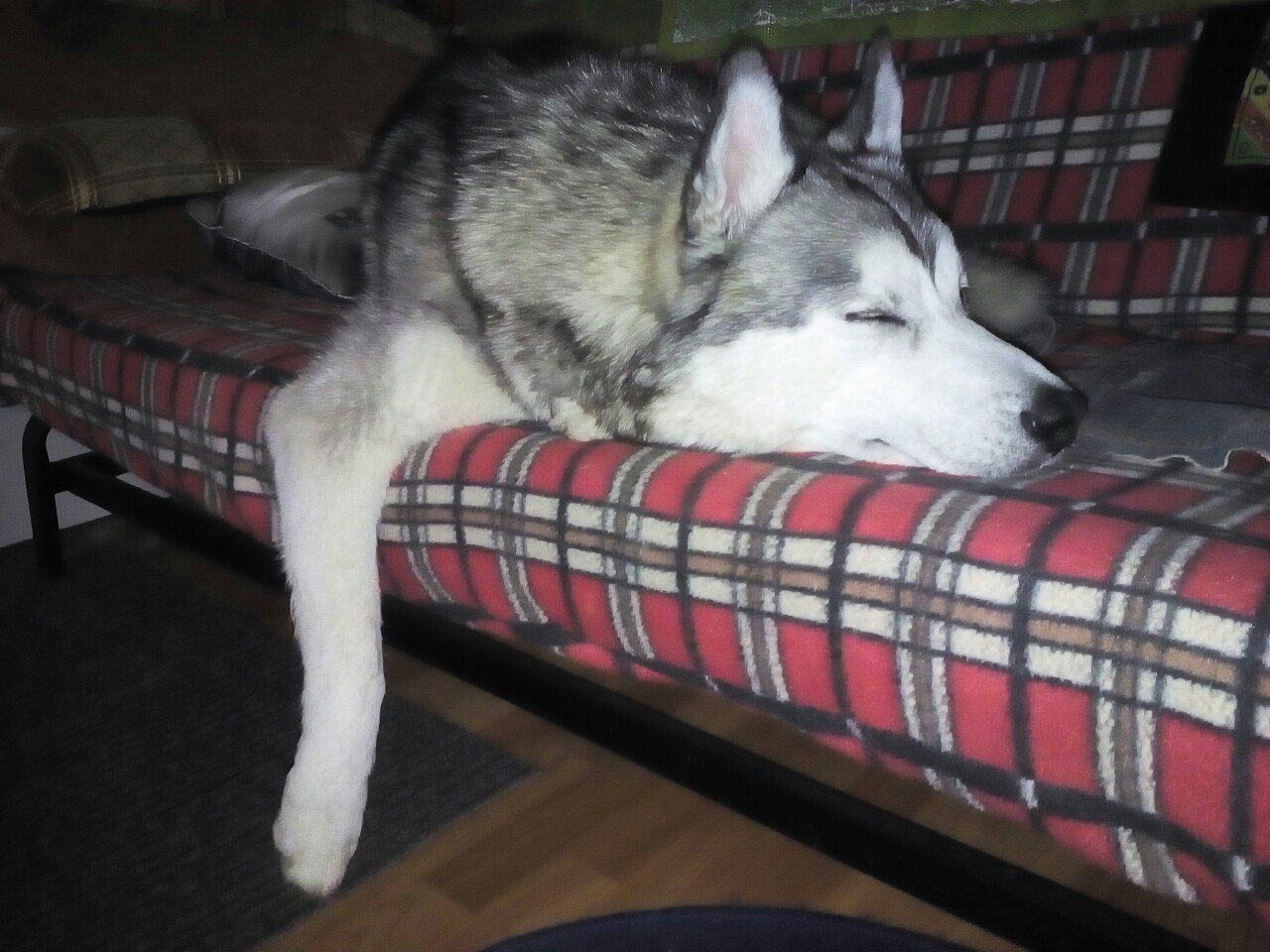 Muzzle is sleeping - My, Dog, Husky, Milota, Longpost