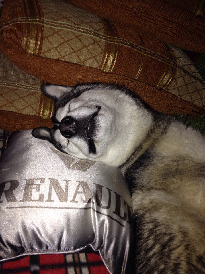 Muzzle is sleeping - My, Dog, Husky, Milota, Longpost