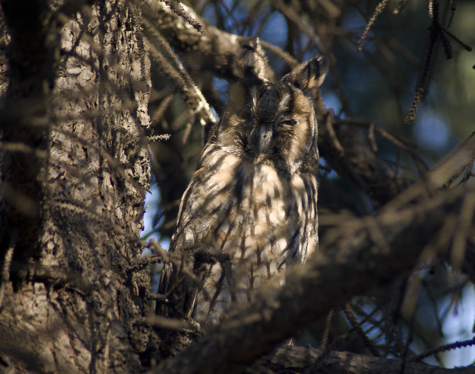 And again a long-eared owl that poses - My, The photo, Owl, Birds, Sight, Nature