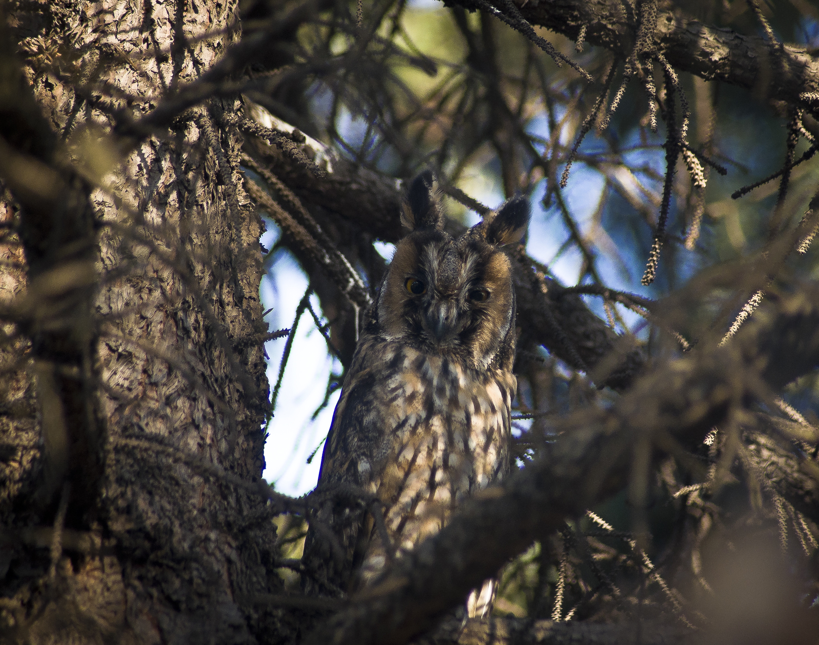 And again a long-eared owl that poses - My, The photo, Owl, Birds, Sight, Nature