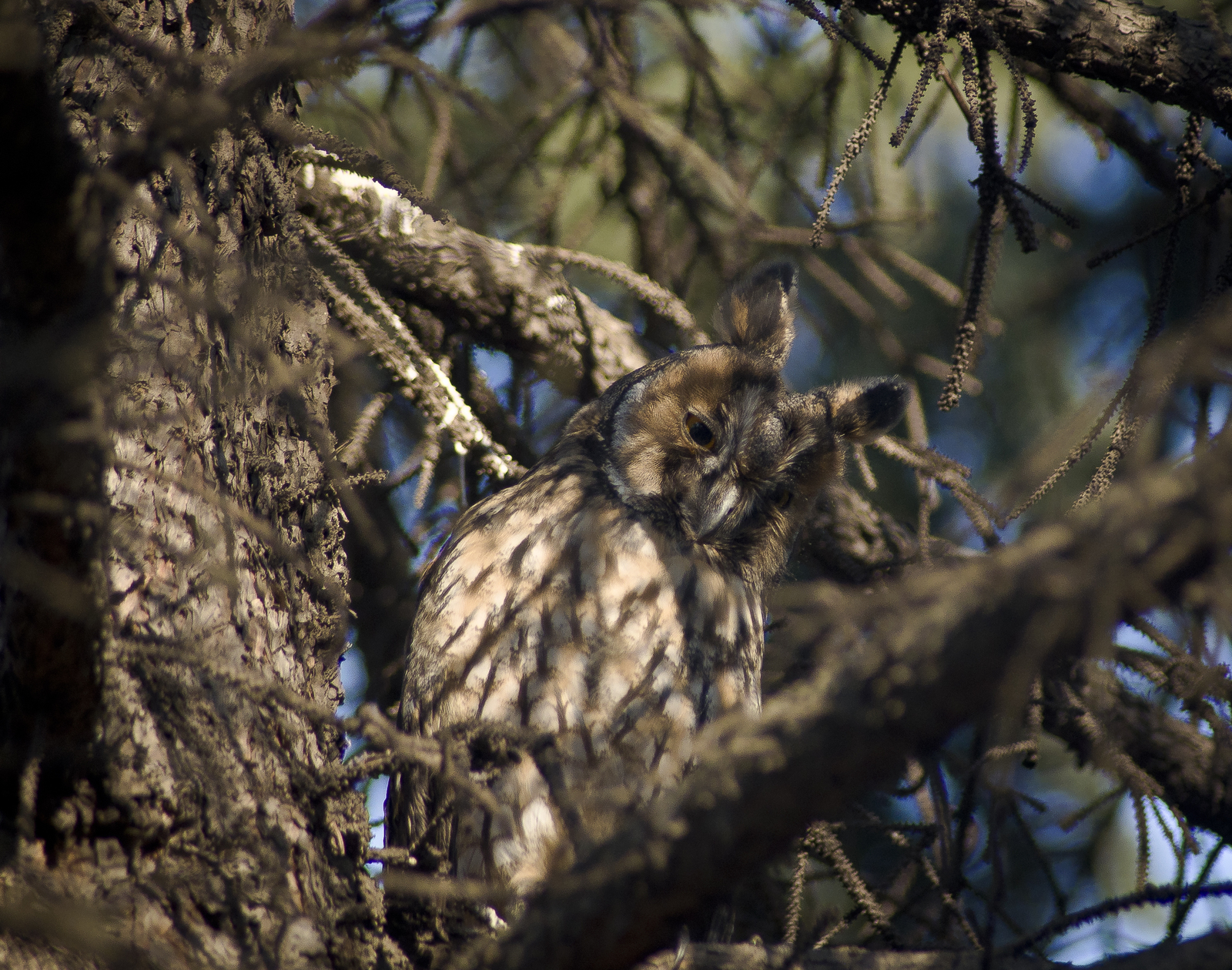 And again a long-eared owl that poses - My, The photo, Owl, Birds, Sight, Nature