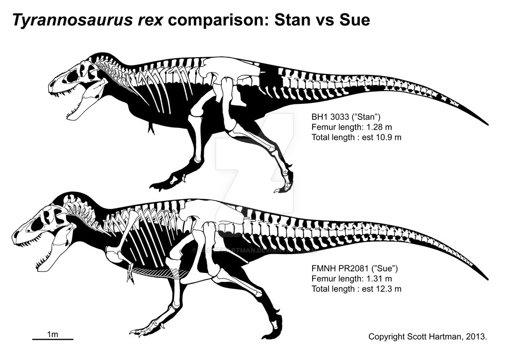 The famous T.Rex. - My, Paleontology, Dinosaurs, Tyrannosaurus, Hunting, Longpost