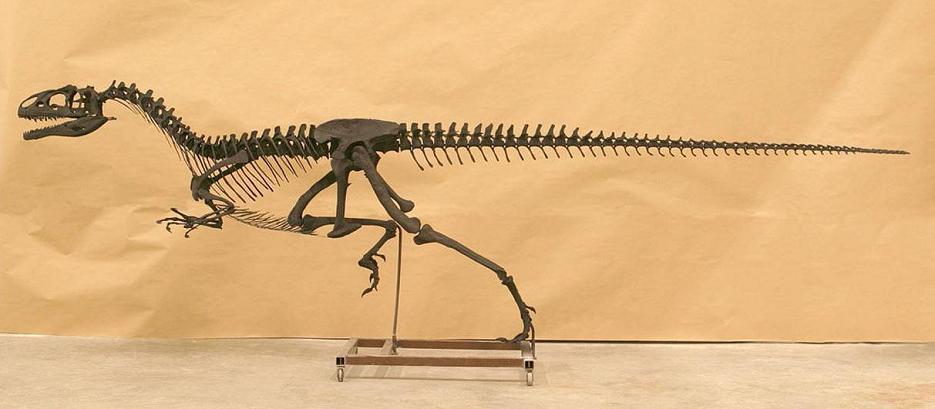 The famous T.Rex. - My, Paleontology, Dinosaurs, Tyrannosaurus, Hunting, Longpost