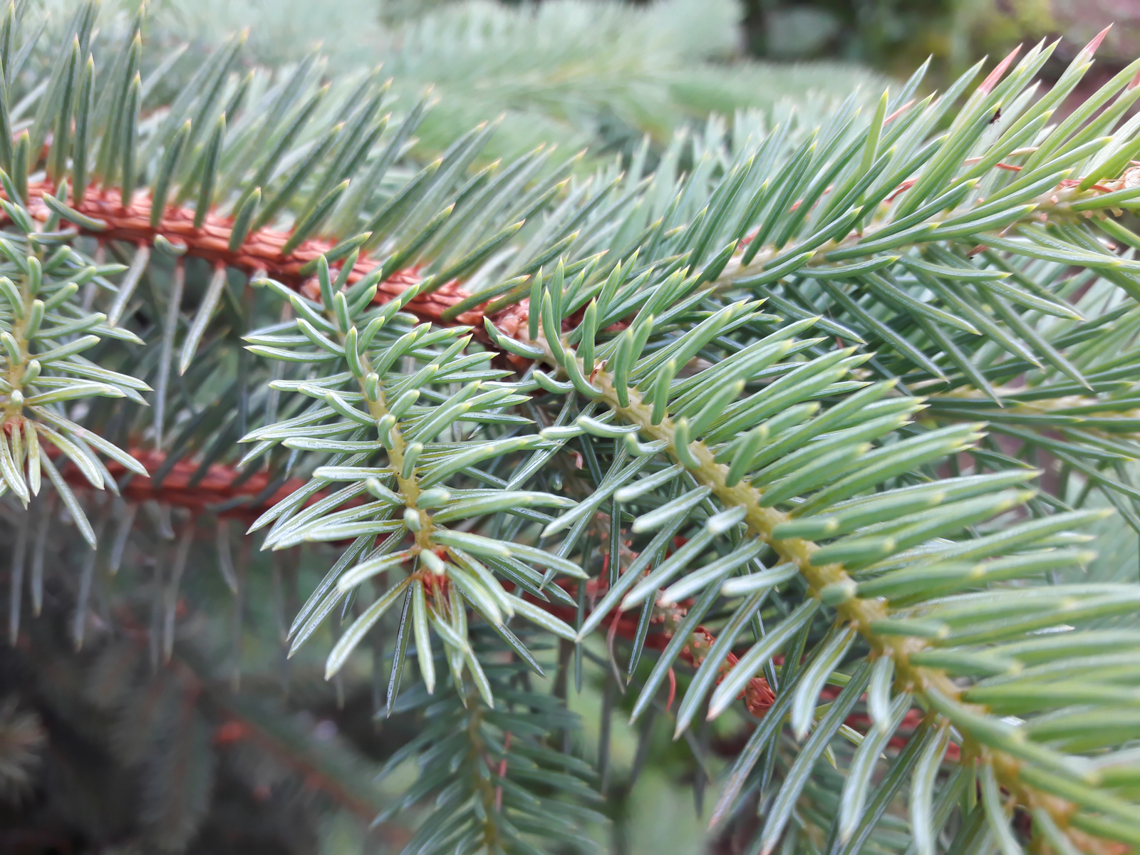 Blue Spruce - My, The photo, Macro, Blue Spruce, Nature, Samsung, Macro photography