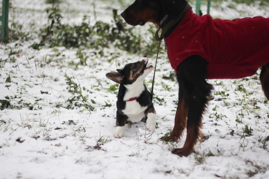 And again about corgis, but not about cute red foxes. - My, Corgi, Welsh Corgi Cardigan, Cats and dogs together, cat, Dog, Longpost