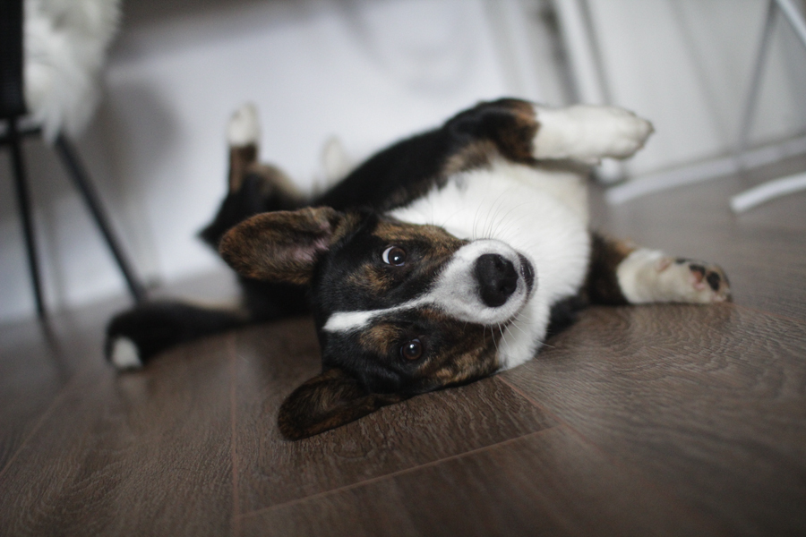 And again about corgis, but not about cute red foxes. - My, Corgi, Welsh Corgi Cardigan, Cats and dogs together, cat, Dog, Longpost