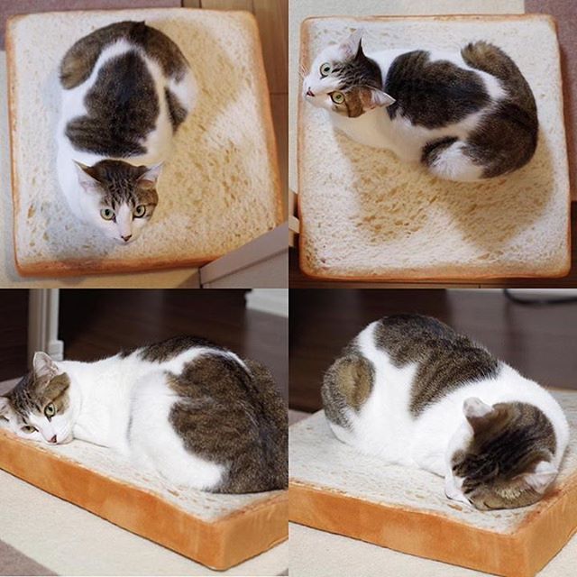 This cat pillow looks very appetizing. - cat, Pillow