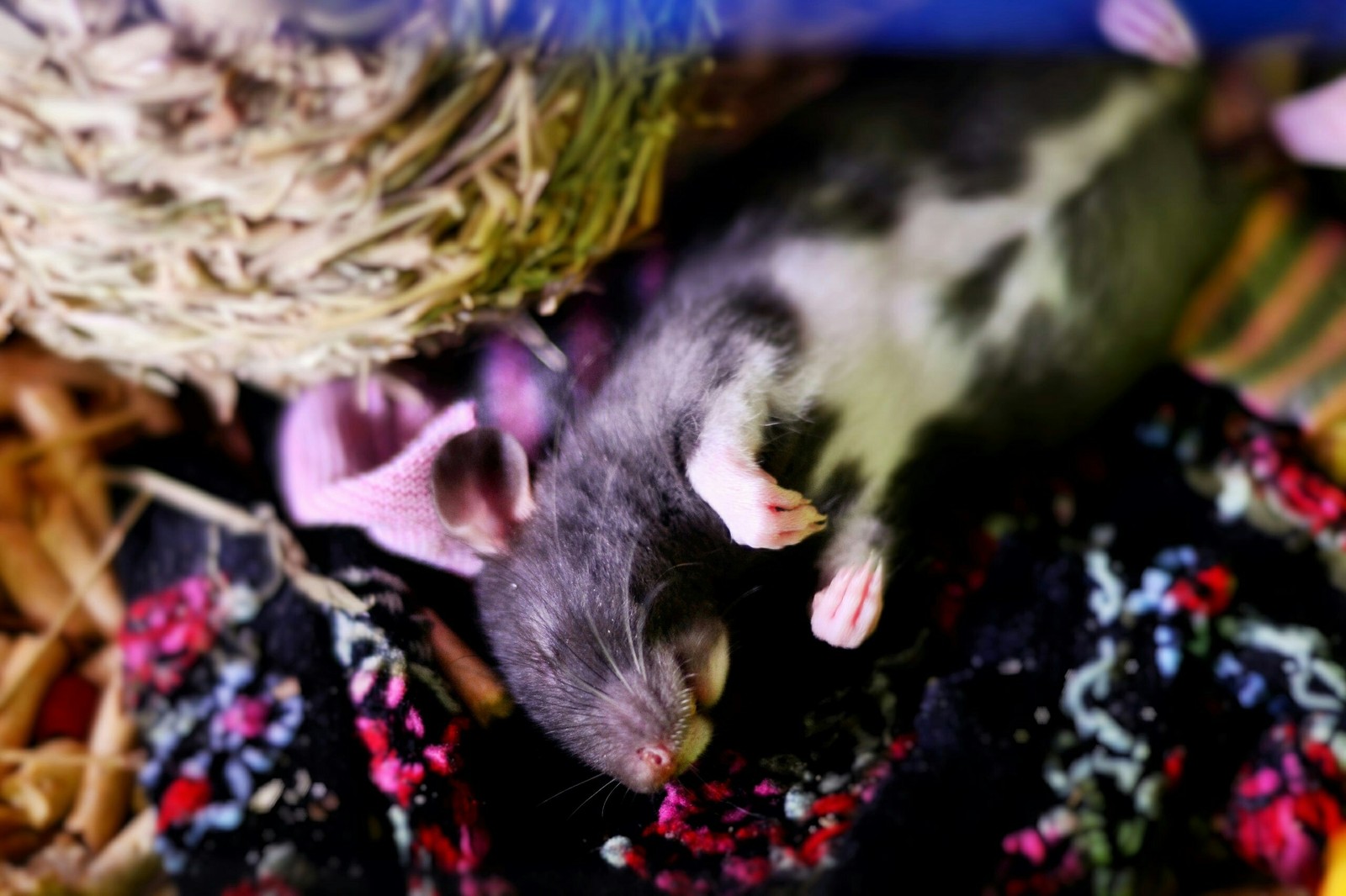 Date's new friend is Raisins. - My, Decorative rats, Animals