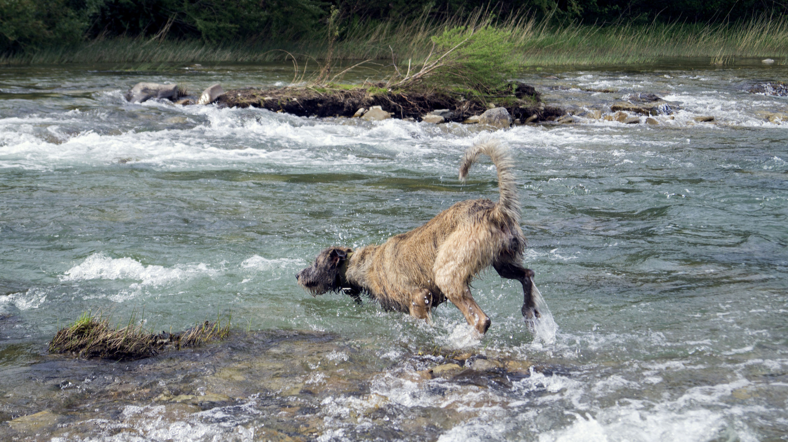 Dog happiness. - My, Dog, Irish wolfhound, Sheltie, Greyhound, Sheepdog, River, Water, Longpost