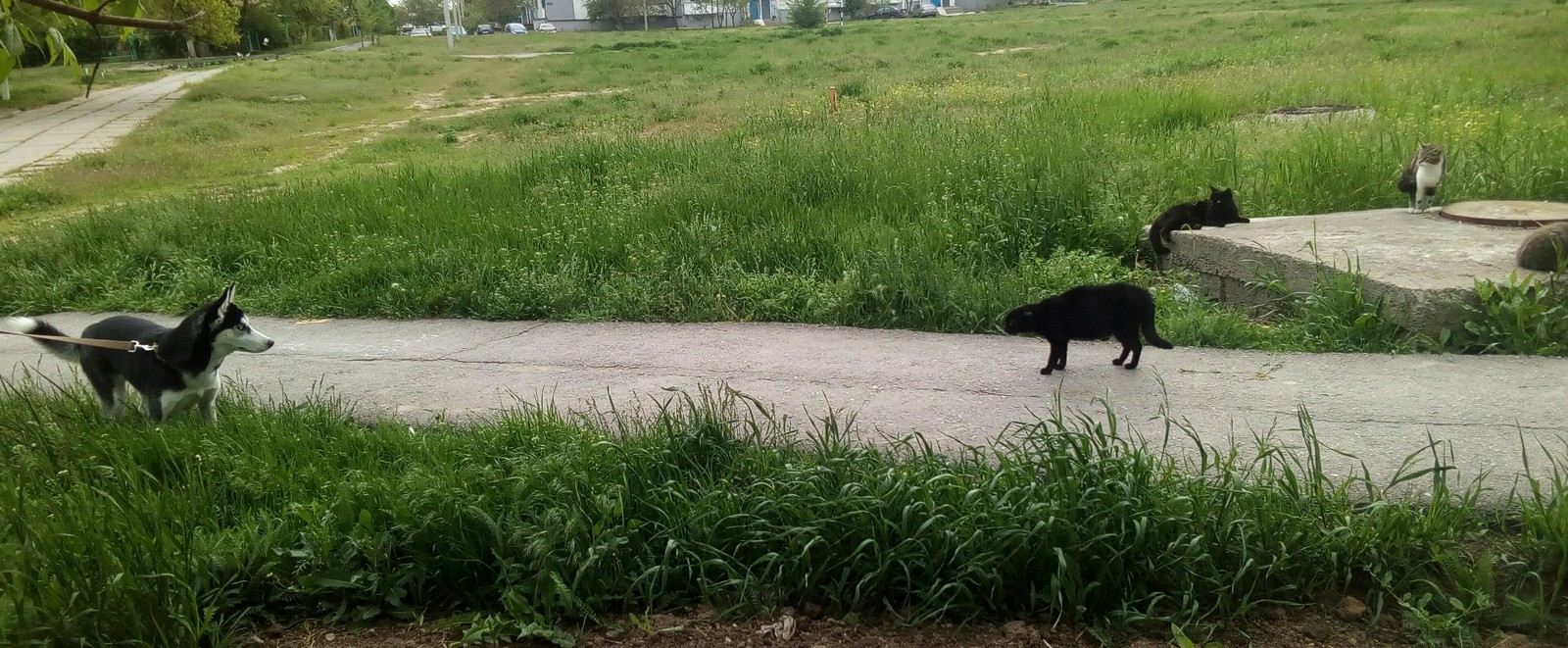 This is my territory! - My, Husky, City walk, cat