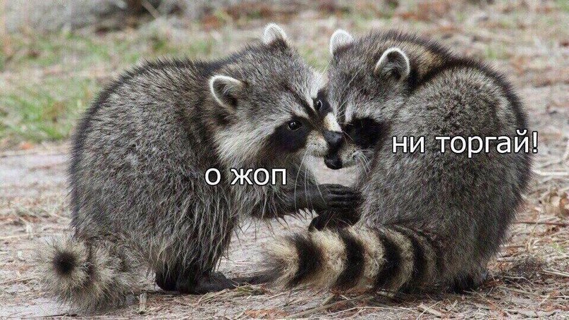 When a girl is upset about her figure and you try to cheer her up - Raccoon, Relationship, Funny, From the network