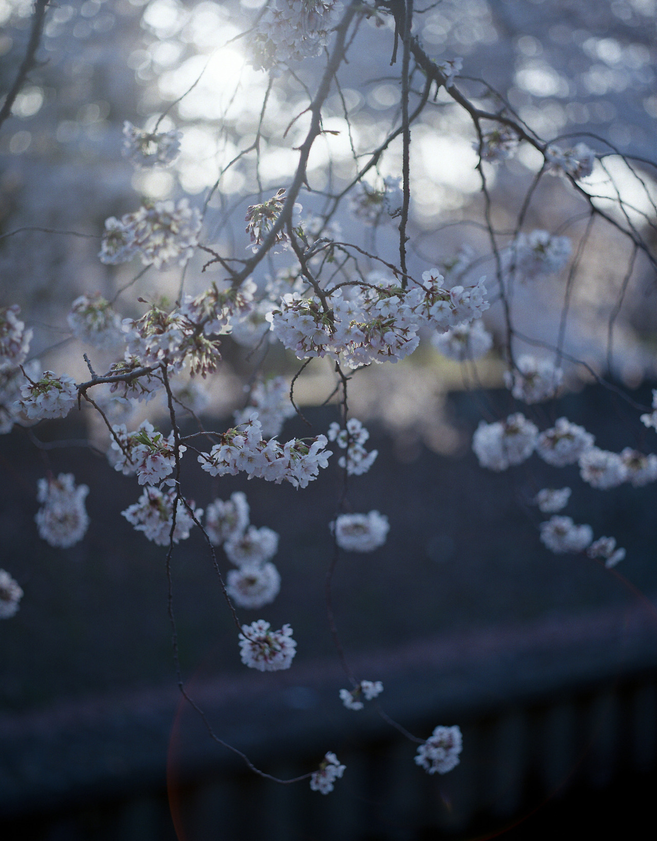 Flora post. - The photo, Nature, Flora, Flowers, Plants, Longpost