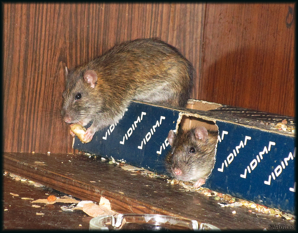 Piggies (Artie, and Eames) are badass! - My, My, Rat, Pasyuk, Wild rats, Rat Chronicles, The photo, Pig