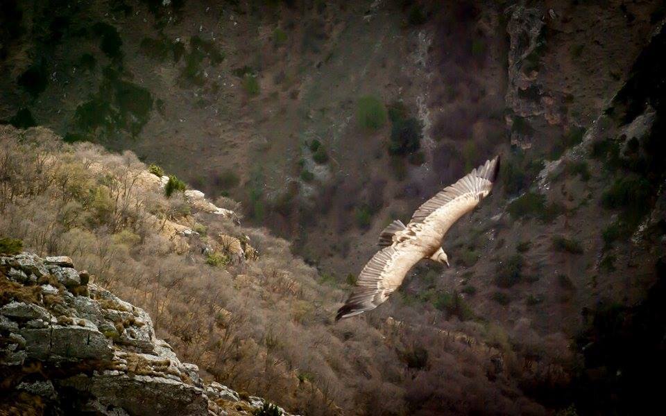 Eagle - My, Eagle, The mountains, , Flight