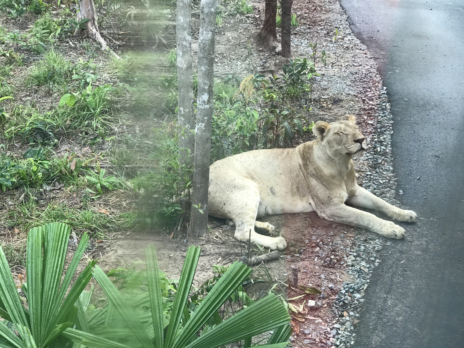 Safari in Vietnam. Vinpearl Safari Phu Quoc - My, Vietnam, Safari, Fukuoka, Longpost